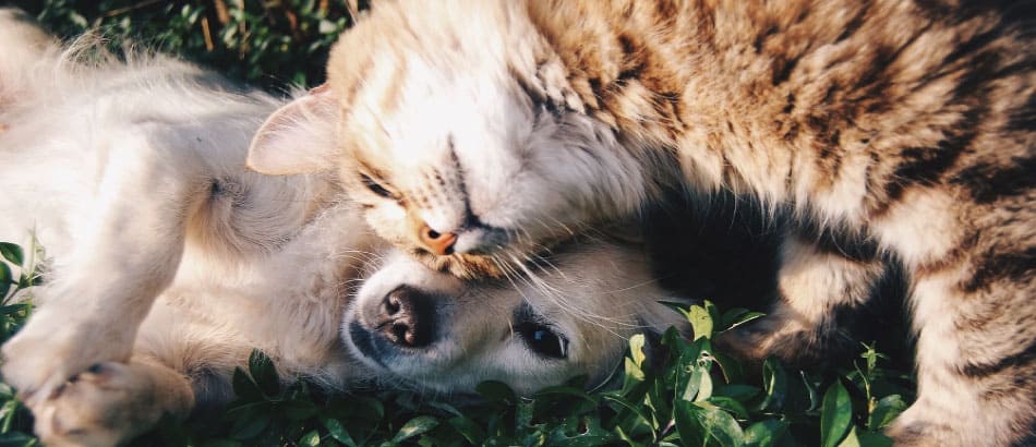 chat et chien coucher dans le gazon