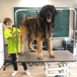 gros chien sur table au toilettage